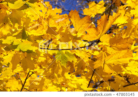 maple foliage maple foliage 47803145