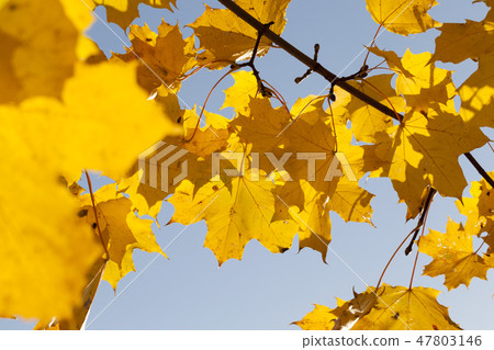 maple foliage 47803146