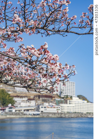 [熱海櫻花海灘] 47803336