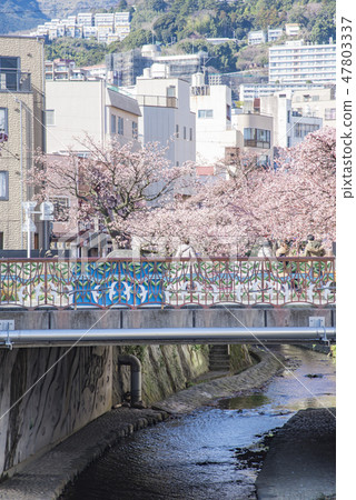 [熱海櫻] 47803337