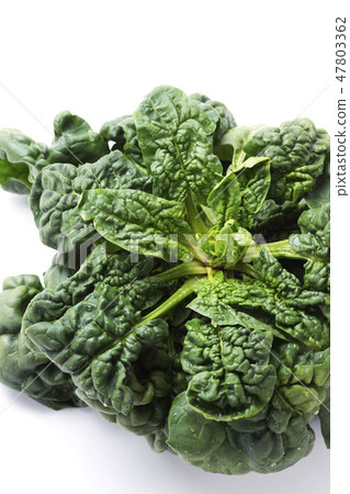Chijimi Spinach 8 Chijimi Spinach 8 47803362