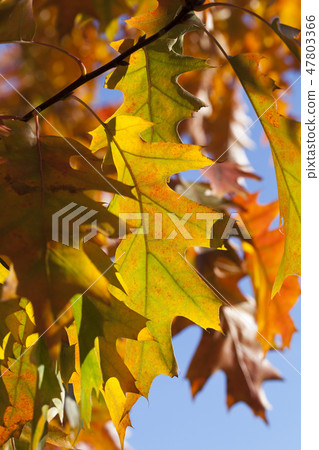 Oak foliage Oak foliage 47803366