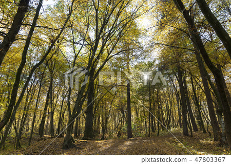 Autumn park Autumn park 47803367
