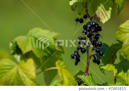 Blackcurrant on bush as background. 47803815