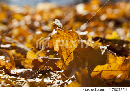 autumn season 47803854