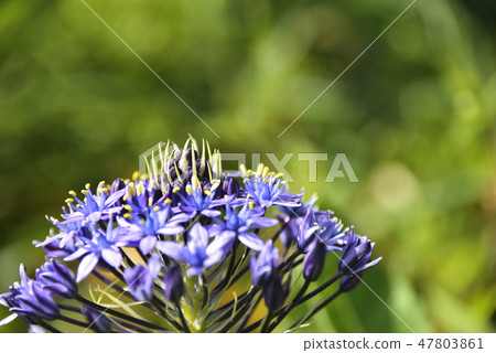 Syrah Velviana flower Syrah Velviana flower 47803861