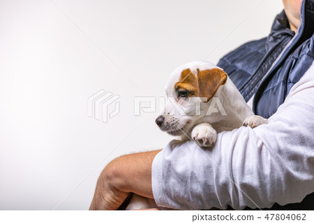 Horizontal portrait of handsome cheerful man holds jack russell terrirer, has glad expression Horizontal portrait of handsome cheerful man holds jack russell terrirer, has glad expression 47804062