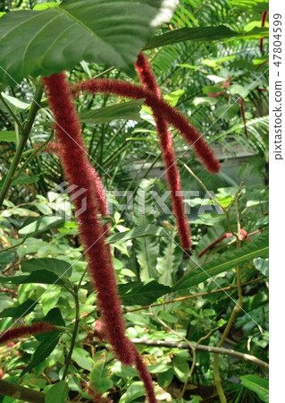 Benihimonoki red flower-up Benihimonoki red flower-up 47804599