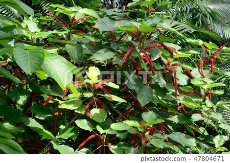 Benihimonoki紅色花 Benihimonoki紅色花 47804671