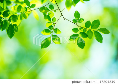 Fresh green Fresh green 47804839