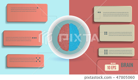 Brain hemispheres function infographic template BG - Stock Illustration ...