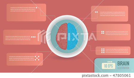 Brain hemispheres function infographic template BG - Stock Illustration ...