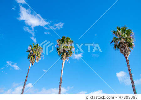 Shuro and blue sky 47805385