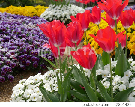 花壇 花壇 47805423