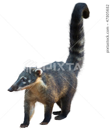 Coati isolated on white Coati isolated on white 47805682