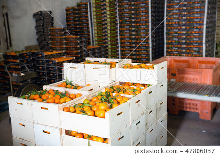 Stacks of fruit boxes with fresh ripe mandarin oranges in storage warehouse 47806037