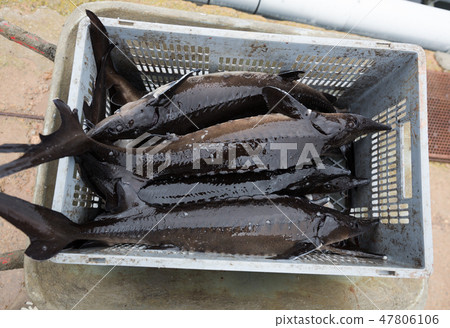 Plastic crate with sturgeon on fish farm 47806106