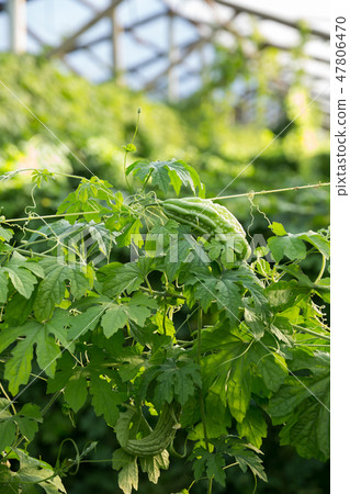 Chinese melon growing in glasshouse 47806470