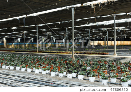 Seedlings of euphorbia pulcherrima and poinsettia pulcherrima growing in pots Seedlings of euphorbia pulcherrima and poinsettia pulcherrima growing in pots 47806850