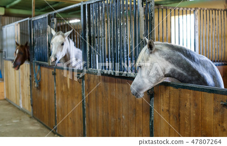 Close up of horses at stable Close up of horses at stable 47807264