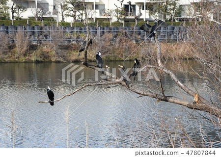 Cormorant (Kawago) 47807844