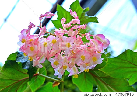 Flowers looking up in full bloom Begonia flowers 47807919