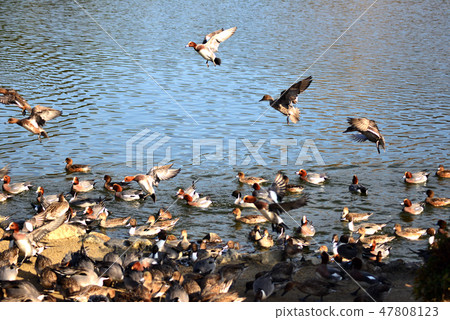 Pond with duck 47808123