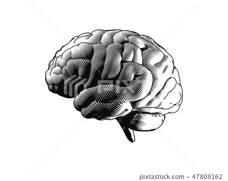 Engraving side view brain illustration on white BG - Stock Illustration ...