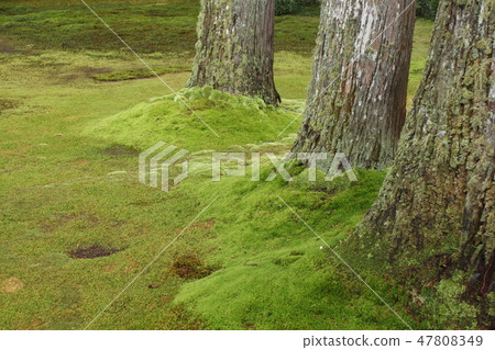 Sanzenin Garden Sanzenin Garden 47808349