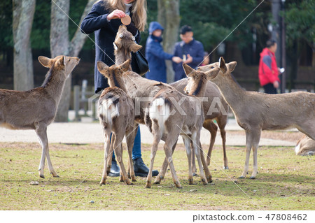 Nara Park deer rice cracker feeding winter tourist spot 47808462