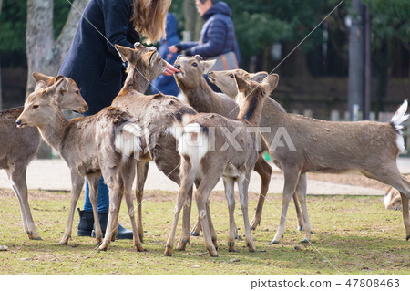 奈良公園鹿米薄脆餅乾餵養冬季旅遊點 奈良公園鹿米薄脆餅乾餵養冬季旅遊點 47808463