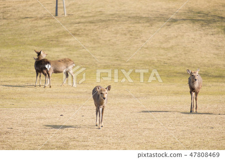 奈良公園鹿冬季動物觀光區 奈良公園鹿冬季動物觀光區 47808469