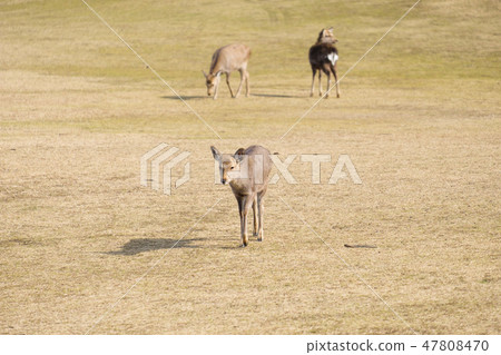 奈良公園鹿冬季動物觀光區 47808470