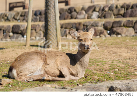 Nara Park Deer winter animal sightseeing area Nara Park Deer winter animal sightseeing area 47808495