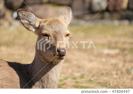Nara Park Deer winter animal sightseeing area Nara Park Deer winter animal sightseeing area 47808497