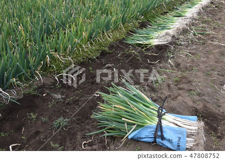 Harvest of long onion 47808752