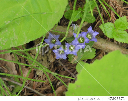 Flower of genus Gentian (May, 2018 spring, Ohno city, Fukui Prefecture) 47808871