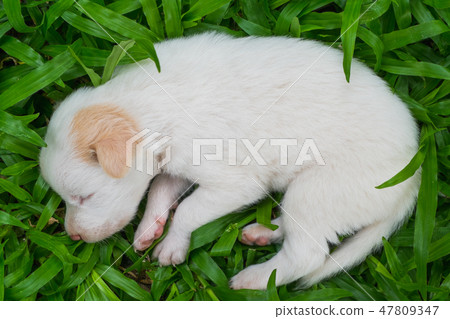 Sweet dreams cute puppy Sweet dreams cute puppy 47809347