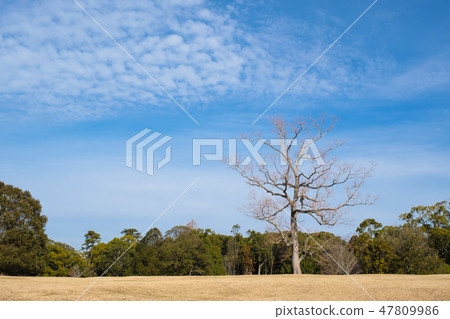 奈良公園飛行日野2019年1月 47809986