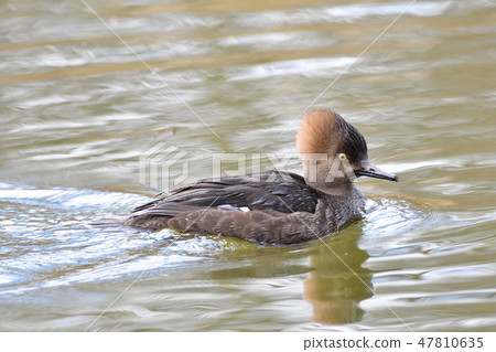 Hooded Marganser Isa Delta Reifel Hooded Marganser Isa Delta Reifel 47810635