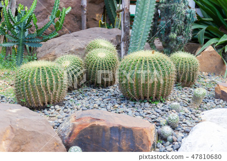 Green Cactus for decoration garden and home Green Cactus for decoration garden and home 47810680