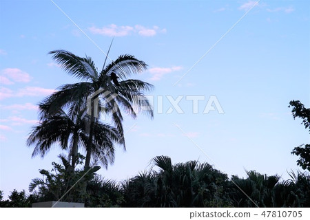 沖繩主島，棕櫚 47810705