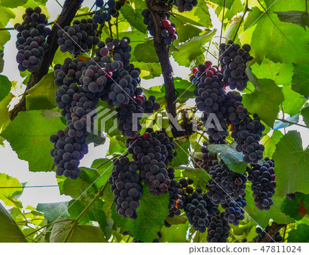 Red grape cluster with leaves 47811024