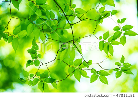 Fresh green Fresh green 47811181