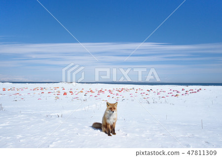 藍天白雪和北里(北海道) 藍天白雪和北里(北海道) 47811309