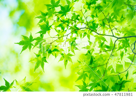 Fresh green 47811981