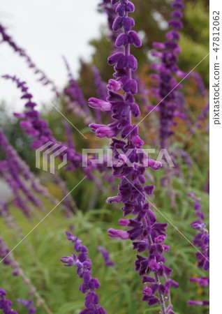 紫水晶聖人 47812062