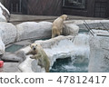 Polar bear 47812417