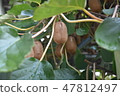Kiwi  47812497