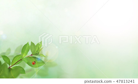 背景 - 新綠色 - 綠色 - 瓢蟲 - 春天 - 夏天 - 陽光 背景 - 新綠色 - 綠色 - 瓢蟲 - 春天 - 夏天 - 陽光 47813241